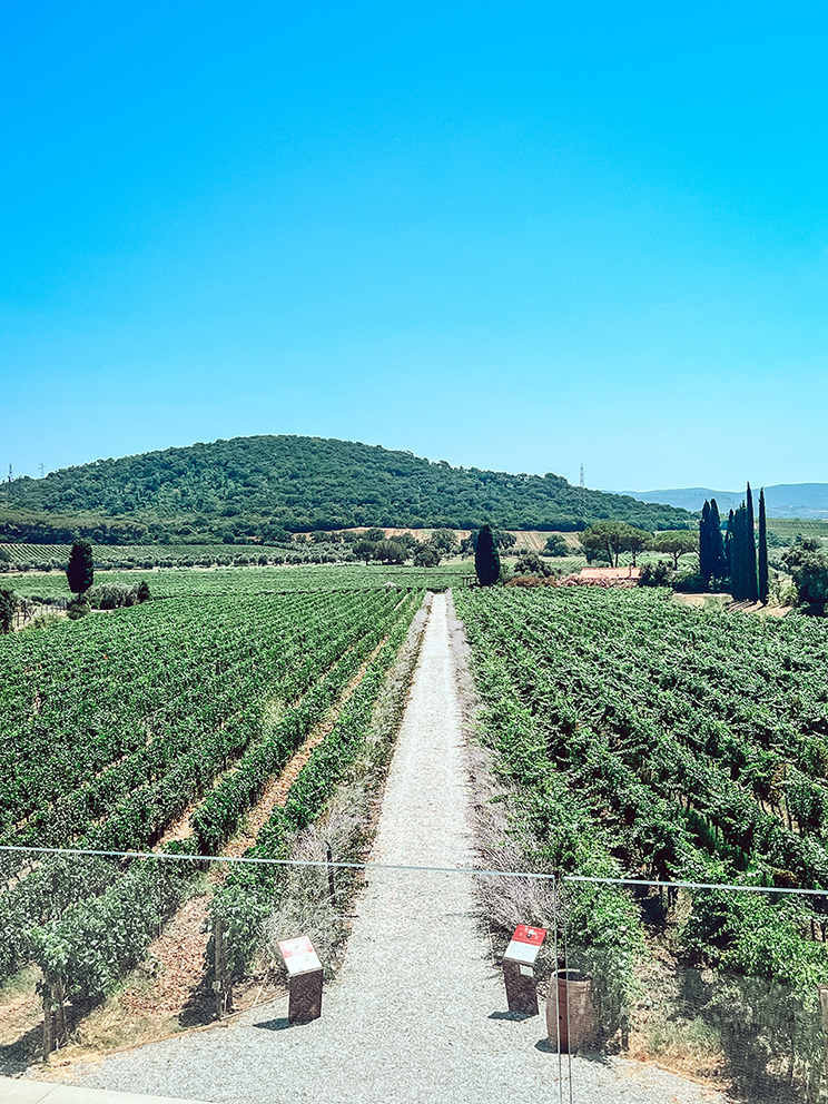 Dintorni-tenuta casadei